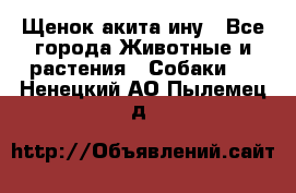 Щенок акита ину - Все города Животные и растения » Собаки   . Ненецкий АО,Пылемец д.